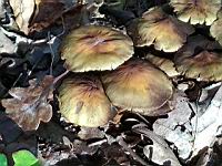 Hypholome en touffe (Hypholoma fasciculare) (Isere, 2019-10) (1)